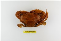 藏品(鈍齒短槳蟹)的圖片